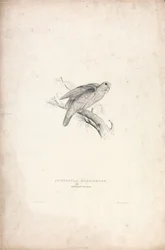 Psittacula rubrifrons / Perruche à front rouge (planche 41)