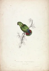Psittacula swinderniana. Perruche de Swindern