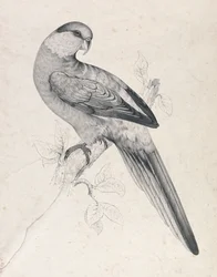 Perruche à calotte rouge, mâle (planche 21)