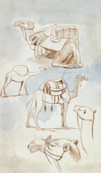 Esquisses de chameaux