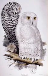 Harfang des neiges