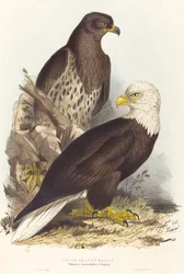 Aigle à tête blanche Haliaetus leucocephalus