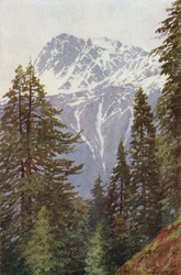 Kotwal de la forêt au-dessus de Kangan, vallée de Sind