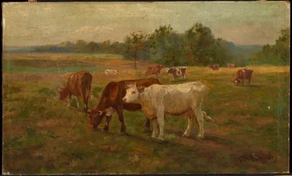 Vaches