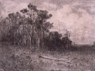 Paysage, scène de forêt