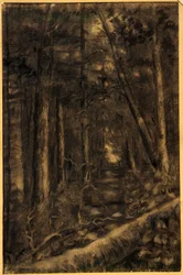 Paysage avec chemin dans la forêt
