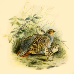 Perdrix et poussins