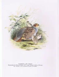Perdrix et poussins, Nature en Grande-Bretagne publié par Collins