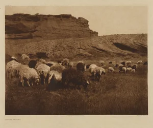 [Troupeaux navajos]