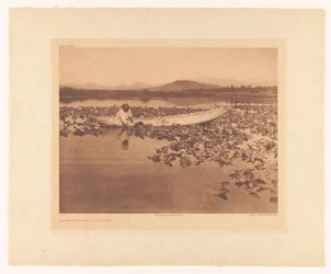 Cueillette de wokas - Klamath