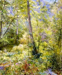 Lumière du soleil tachetée, bois de Sheepscombe