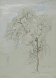 Frêne