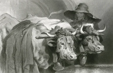 Bœufs au réservoir, Genève (gravure)