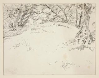 Scène de forêt
