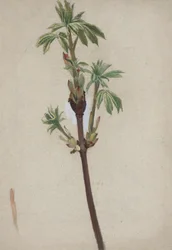 Étude de plante