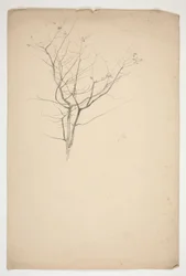Croquis de branches d