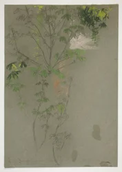 Esquisse de branches d