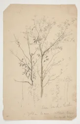 Esquisse de deux arbres