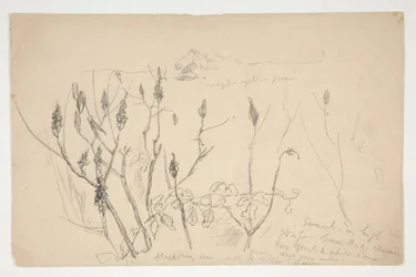 Esquisse de mauvaises herbes