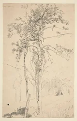 Étude de deux arbres
