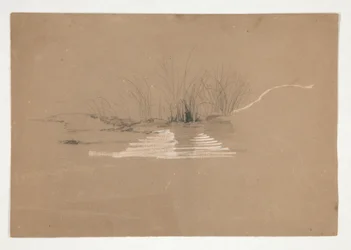 Arbres sur la rive d