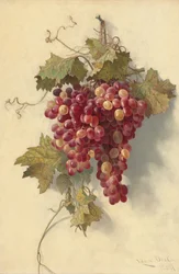Raisins contre mur blanc