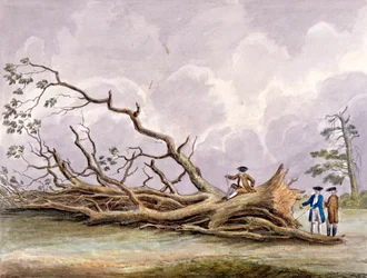 Arbres endommagés par une tempête du 15 octobre, Roehampton, Londres