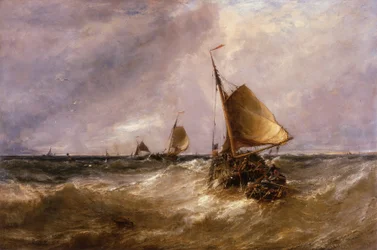 Œillets Néerlandais