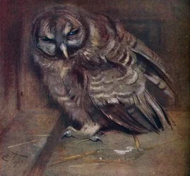 Un jeune hibou brun, 1907