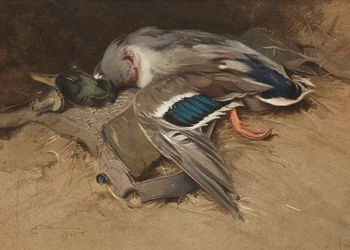 Canard colvert