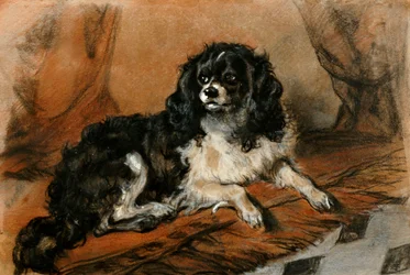 Un épagneul King Charles