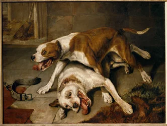 Chiens se battant, reprenant leur souffle - fighting dogs pausing for breath ...