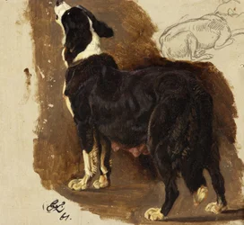 Chienne Collie