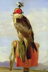 Faucon encapuchonné