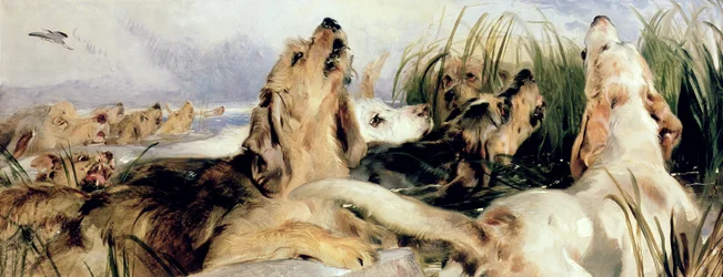 Chiens de loutre