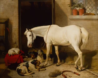Scarbro, un vieux cheval de couverture