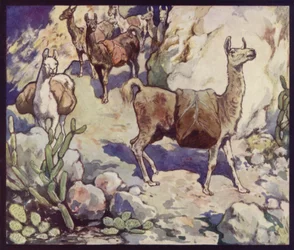 Lamas dans les Andes