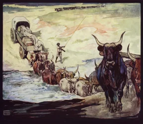 Bœufs traversant une rivière en Afrique du Sud