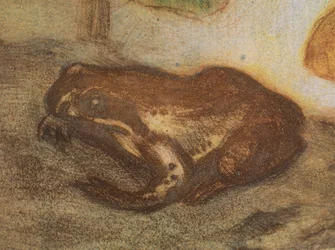 Grenouille avec populage des marais
