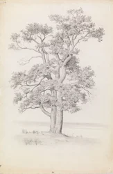 Chêne