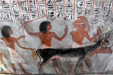 Antiquité égyptienne : personnages conduisant des têtes de bétail (Tombe de Roy, TT255, 18e dynastie, Rive Ouest de Louxor, Égypte)