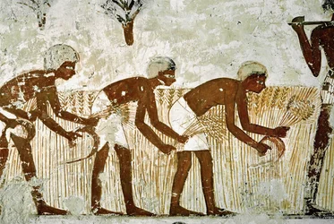 Hommes coupant le maïs avec des faucilles