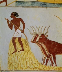 Bœufs battant le maïs