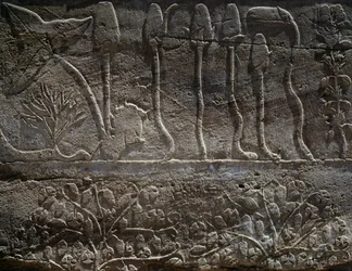Plantes rapportées de l