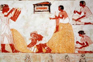 Tombe de Menna : scène agricole : récolte du grain supervisée par un scribe qui enregistre la moisson (fresque)