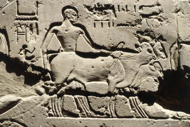 Égypte ancienne, Louxor, Temple de Louxor, Cour de Ramsès II, relief, Nouvel Empire, Dynastie XIX (1290-1224 av. J.-C.)