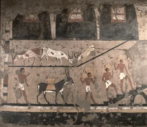 Scène agricole, peinture murale déposée de la mastaba de Ti à Saqqarah, Ancien Empire, vers 2494-2345 av. J.-C.