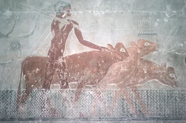 Bétail traversant un canal dans la chapelle mastaba de Ti, Ancien Empire