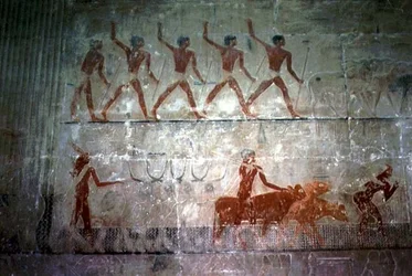 Hommes conduisant des moutons et du bétail de la chapelle Mastaba de Ti, Ancien Empire