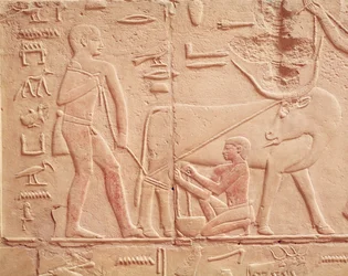 Relief représentant un homme trayant une vache, du mastaba de Kagemni, Ancien Empire (calcaire peint)